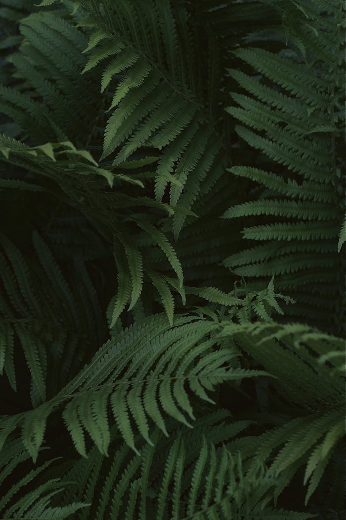 Vibrant fern leaves with intricate patterns in a lush green setting, showcasing natural beauty.