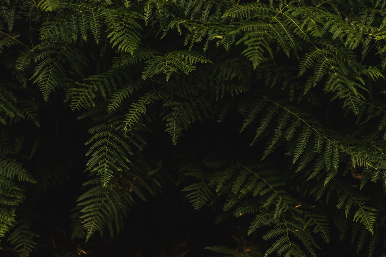 Close-up view of lush green fern leaves creating a natural background pattern.