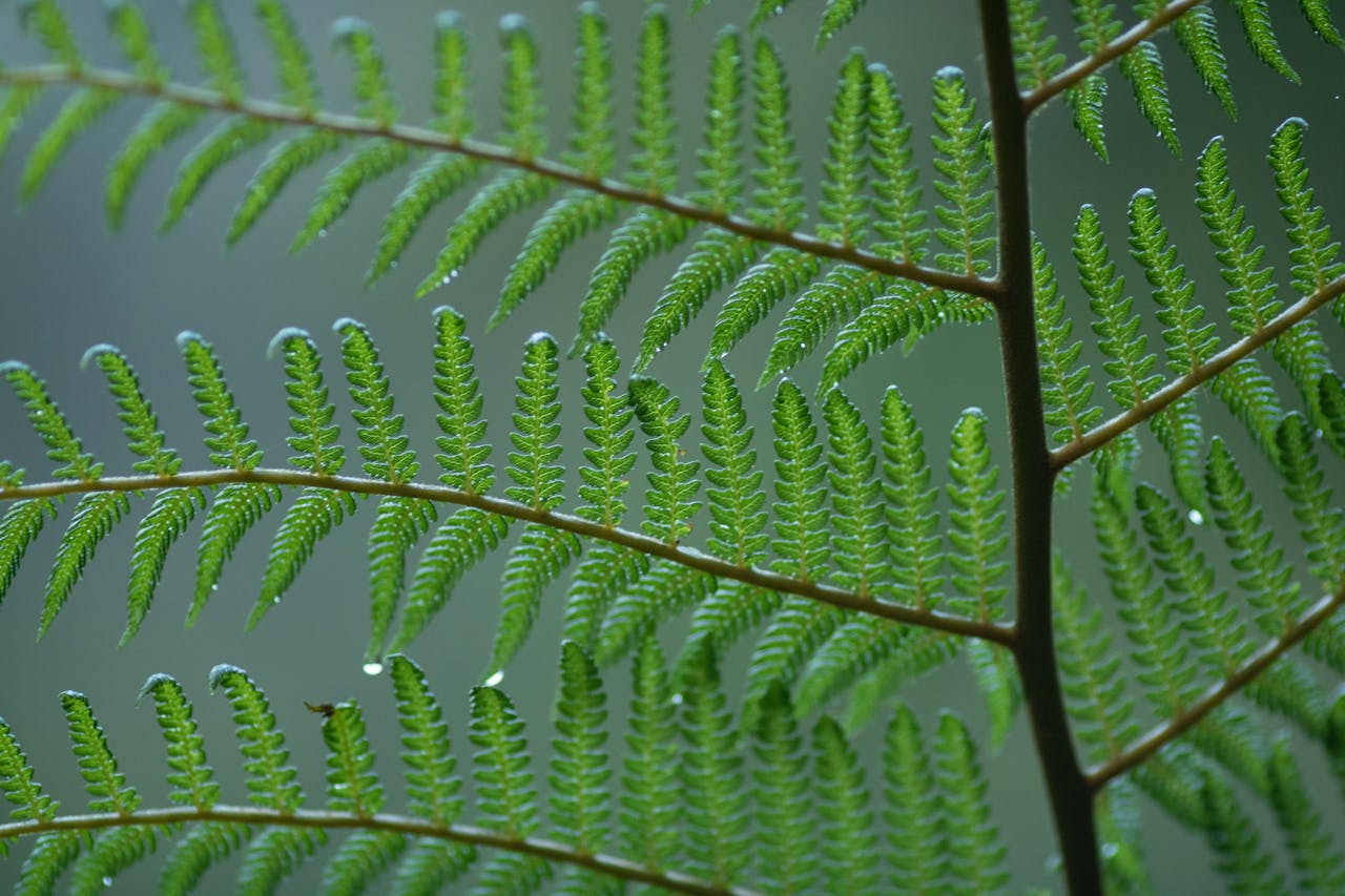 A detailed close-up of vibrant green fern leaves with dew droplets outdoors.