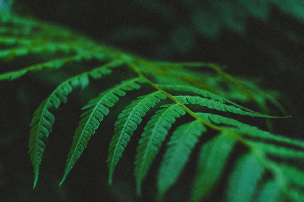 Detailed macro shot of lush green fern leaves, showcasing natural beauty.