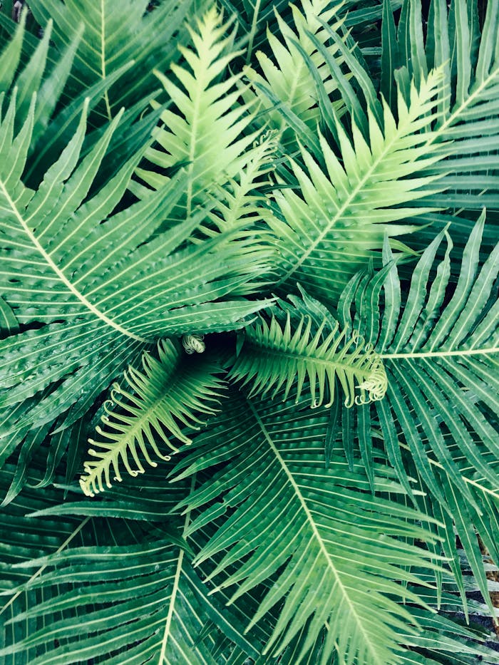 Close-up of fresh, vibrant green fern leaves with intricate patterns, evoking tropical summer vibes.