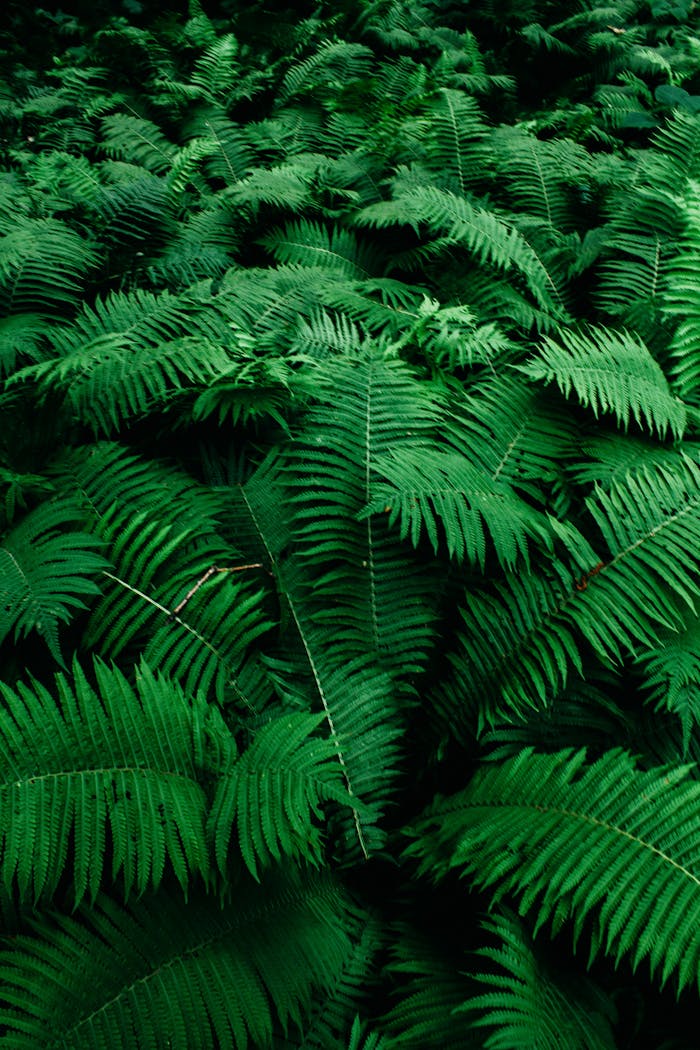 Vibrant green ferns create a lush, serene forest atmosphere.