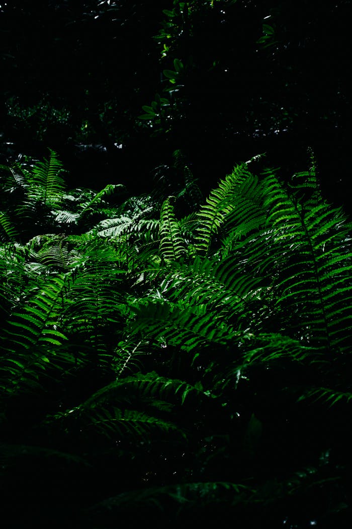 Vibrant green ferns thriving in a dimly lit forest environment, offering an aura of freshness and growth.