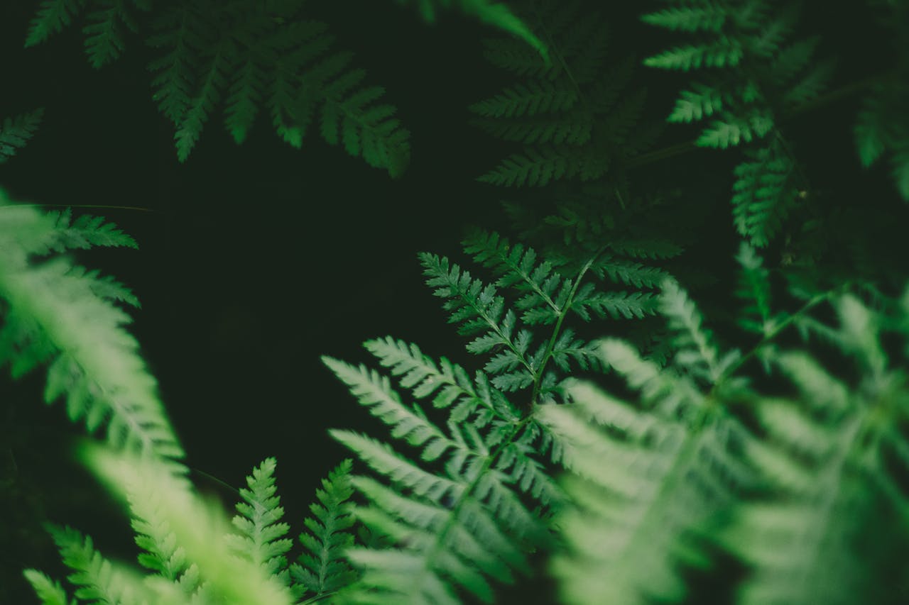 Close-up of vibrant green fern leaves in a dense forest in Bergen, Norway.